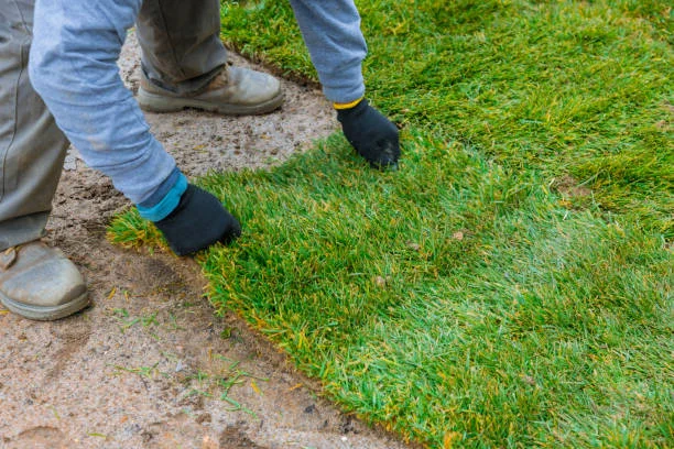laying new sod for a lush green lawn
