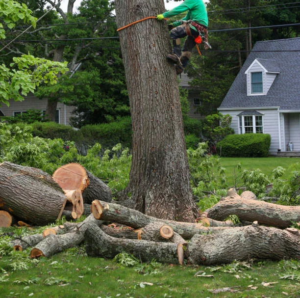 professional tree trimming and removal